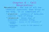 Chapter 6 -  Cell Respiration