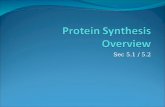 Protein Synthesis Overview