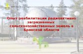 Опыт реабилитации радиоактивно загрязненных  сельскохозяйственных земель в Брянской области