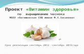 Проект  «Витамин здоровья» по  выращиванию чеснока  МБОУ « Бегишевская  СОШ имени М.Х.Хасанова»
