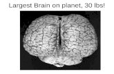 Largest Brain on planet, 30 lbs!