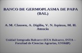 BANCO DE GERMOPLASMA DE PAPA (BAL) M. Clausen, A.  Digilio , V. N.  Ispizua , M. H.  Atencio
