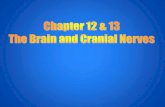 Chapter 12 & 13 The Brain and Cranial Nerves