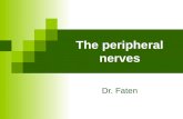 The peripheral nerves