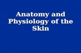 Anatomy and Physiology of  the  Skin