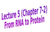 Lecture 5 (Chapter 7-2) From RNA to Protein