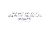 ANTIGEN-ANTIBODY REACTIONS WITH LABELED  REAGEN TS
