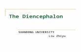 The Diencephalon