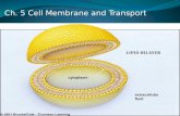 Ch.  5 Cell  Membrane and Transport