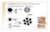 Lymphocyte proliferation (stimulation assay)
