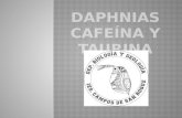 DAPHNIAS CAFEÍNA Y TAURINA