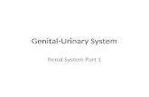 Genital-Urinary System