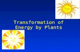 Transformation of Energy by Plants