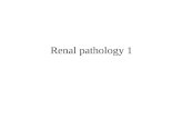 Renal pathology 1