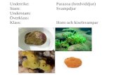 Underrike: Eumetazoa (äkta djur) Stam:Cnidaria (nässeldjur)