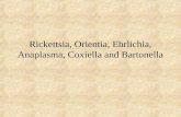 Rickettsia, Orientia, Ehrlichia, Anaplasma, Coxiella and Bartonella