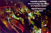 Maine Lobster :  How to Protect the Name  of a Famous Catch? Patrice McCarron June 2014