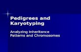 Pedigrees and Karyotyping