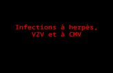Infections à herpès, VZV et à CMV