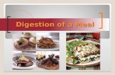 Digestion of a Meal