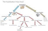 The Fossilization Flow Chart