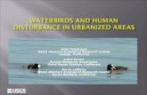 Waterbirds and Human Disturbance IN  URBANized  Areas