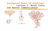 Biological Bases of Behaviour.  Lecture 3: Brain Cells and Neural Communication