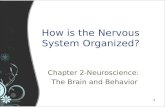 How is the Nervous System Organized?