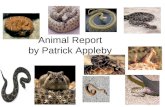 Animal Report by Patrick Appleby