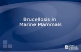 Brucellosis in  Marine Mammals