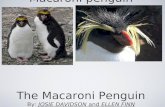 endangered species  thema mac the Macaroni penguin