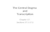 The Central Dogma  and Transcription