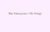 The Eukaryotes 12b: Fungi