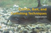 Catfish, Bait, and  Catfishing  Techniques