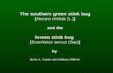 The southern green stink bug [ Nezara viridula  (L.) ] and the brown stink bug