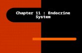 Chapter 11 : Endocrine System