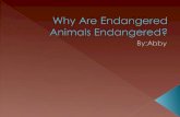 Why Are Endangered Animals Endangered?