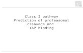 Class I pathway Prediction of proteasomal cleavage and  TAP binding