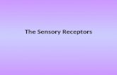 The Sensory Receptors