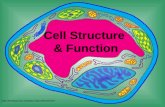 Cell Structure  & Function