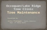 Occoquan/Lake Ridge Tree Clinic Tree  Maintenance