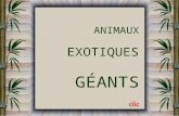 ANIMAUX EXOTIQUES GÉANTS