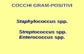 COCCHI GRAM-POSITIVI Staphylococcus  spp.  Streptococcus  spp. Enterococcus  spp.
