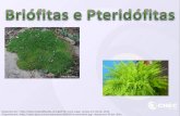 Briófitas e  Pteridófitas