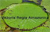 ED_0272_Victoria Regia Amazonica