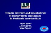 Trophic diversity and potential role of detritivorous crustaceans  in  Posidonia oceanica  litter