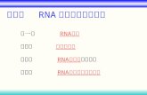 第九章   RNA 的生物合成和加工