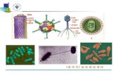 第六章  细菌和噬菌体的遗传  P128