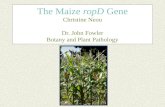 The Maize  ropD  Gene Christine Neou Dr. John Fowler Botany and Plant Pathology