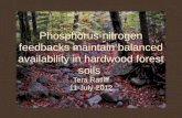 Phosphorus-nitrogen feedbacks maintain balanced availability in hardwood forest soils